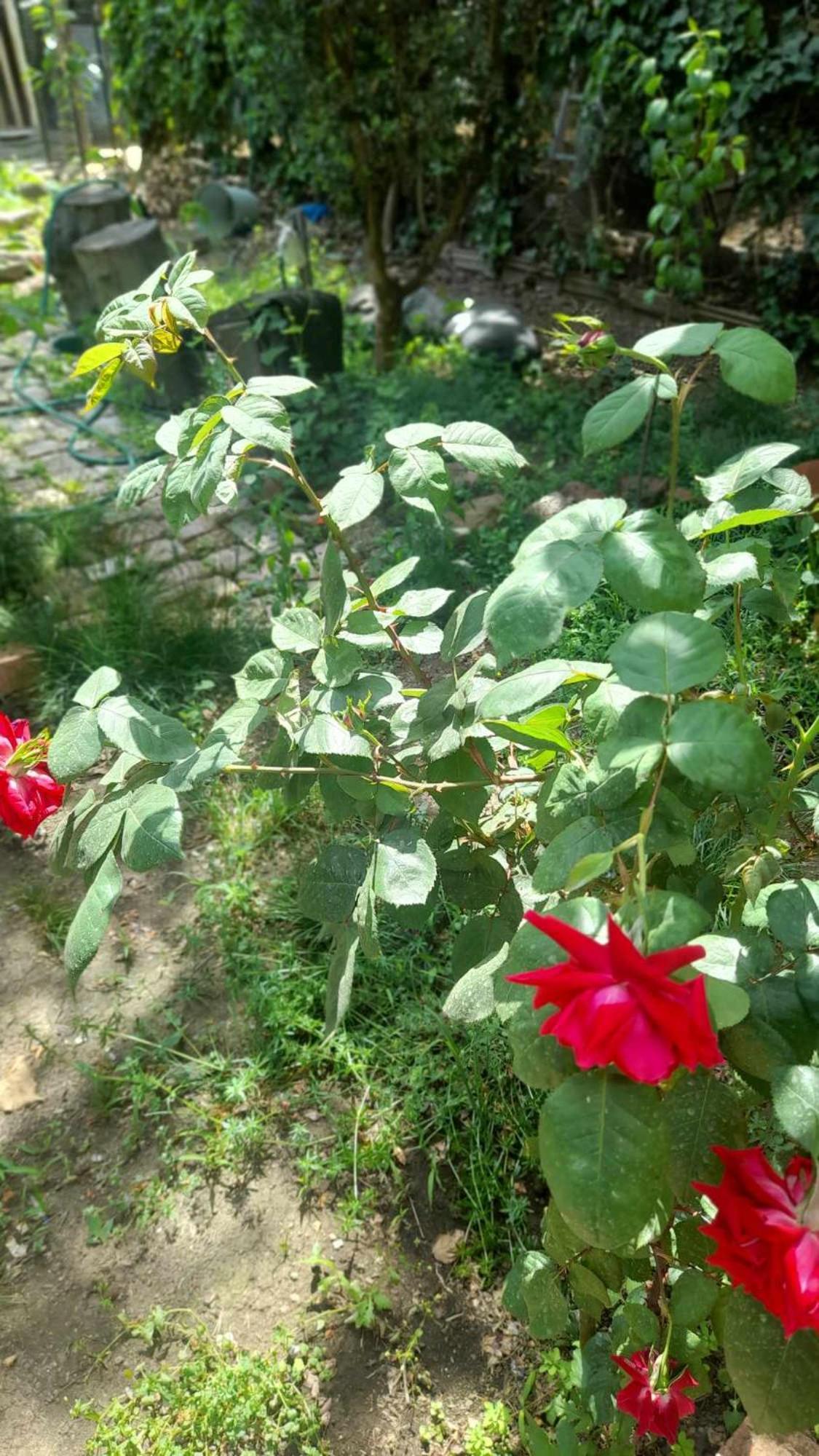 Hotel Gardens in Vake, Tbilisi Exterior foto